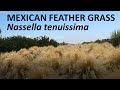 Herbe  plumes mexicaine  nassella tenuissima coto de caza