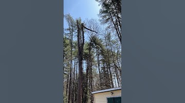 Don’t hit the shed! Chunking down a tall pine tree..