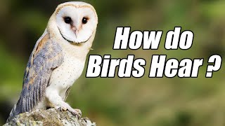 How do Birds Hear ? hearing abilities of birds are similar to those of man? Seriously True