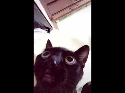 Fetch Me Their Soul Black Cat Meme