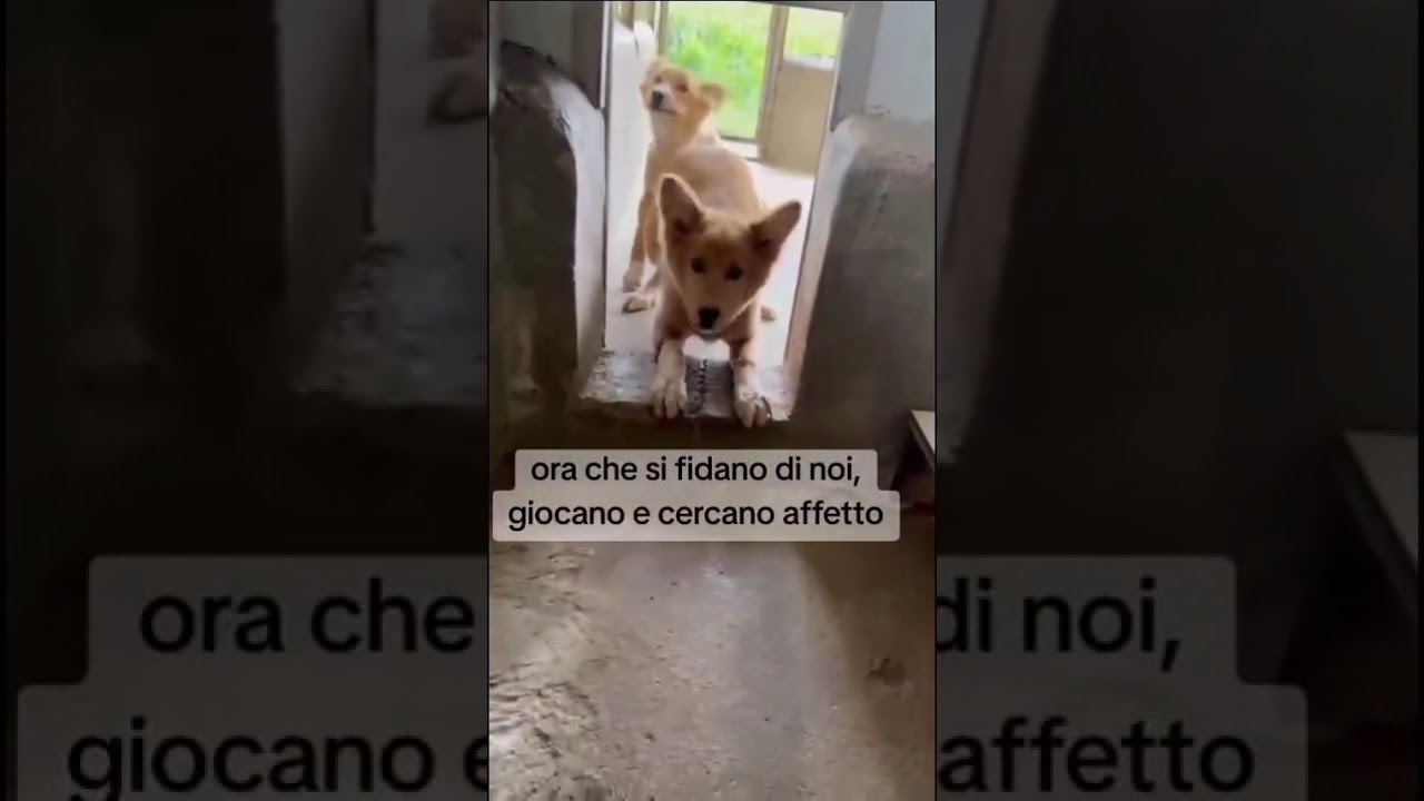 Trollface - YouTube Auto PHP Script