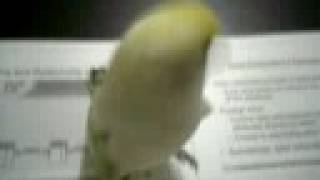 Download Lagu DoNG-DaNG 5 MP3