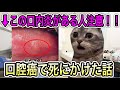 口腔癌で死にかけた話 #猫ミーム
