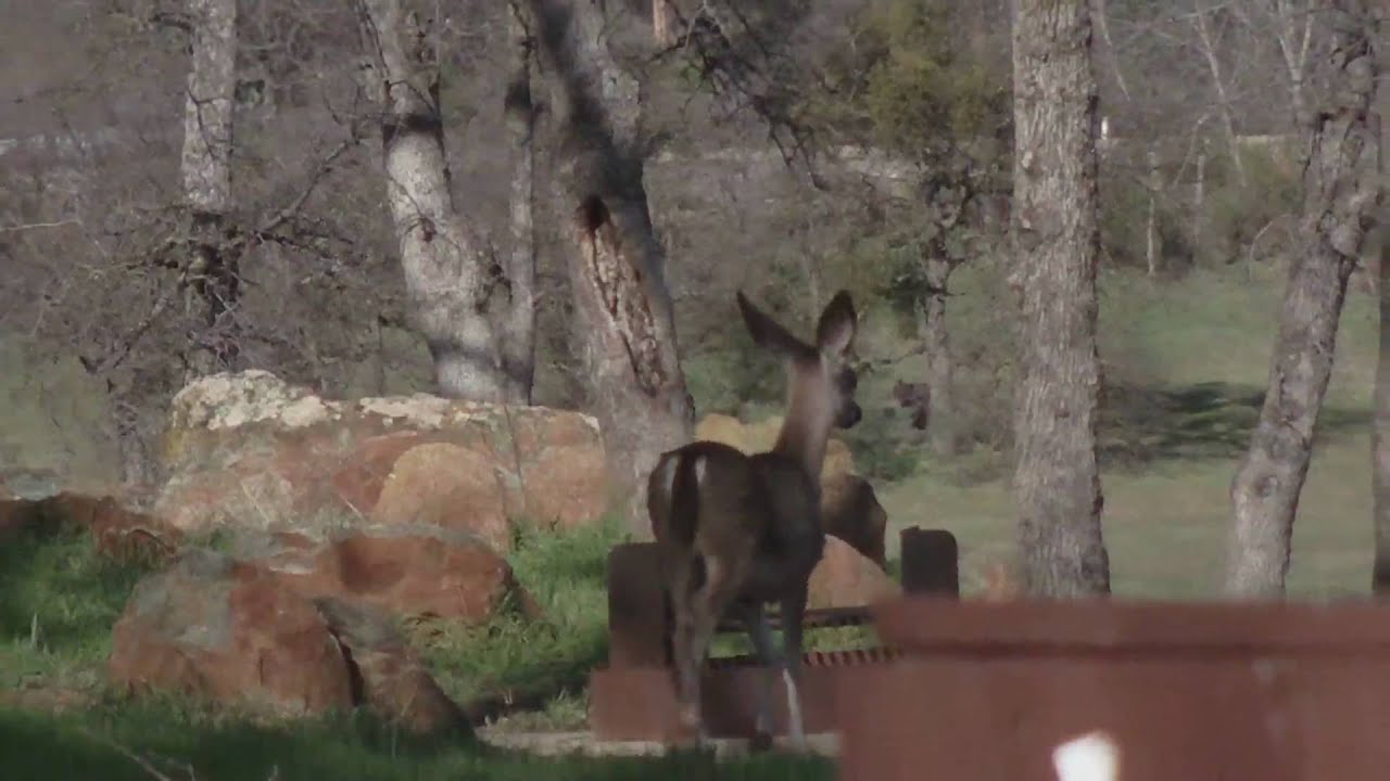 black mirror season 5 Animalbytes Deer