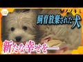 飼育放棄…売れ残り…人間に翻弄される犬たちに、幸せな出会いを―