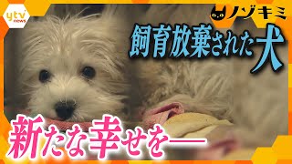 飼育放棄…売れ残り…人間に翻弄される犬たちに、幸せな出会いを―