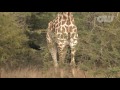 Bush Hacking with Tony Johnstone: Giraffe