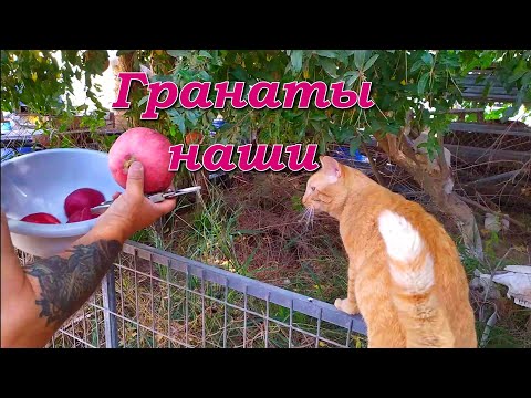 Сбор урожая гранатов/ Harvesting pomegranates