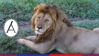Lion in Slow Motion