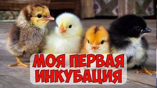 Инкубация куриных яиц от А до Я | Вывод, кормление и уход за цыплятами