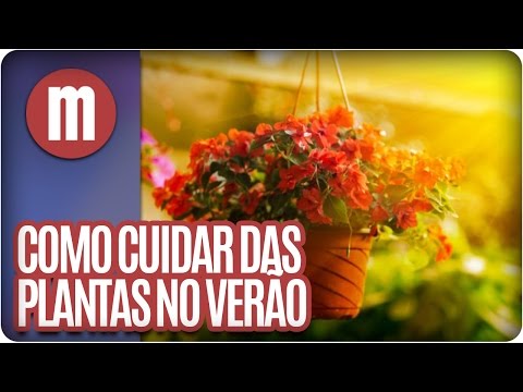 Vídeo: Como Cuidar De Plantas De Interior No Verão