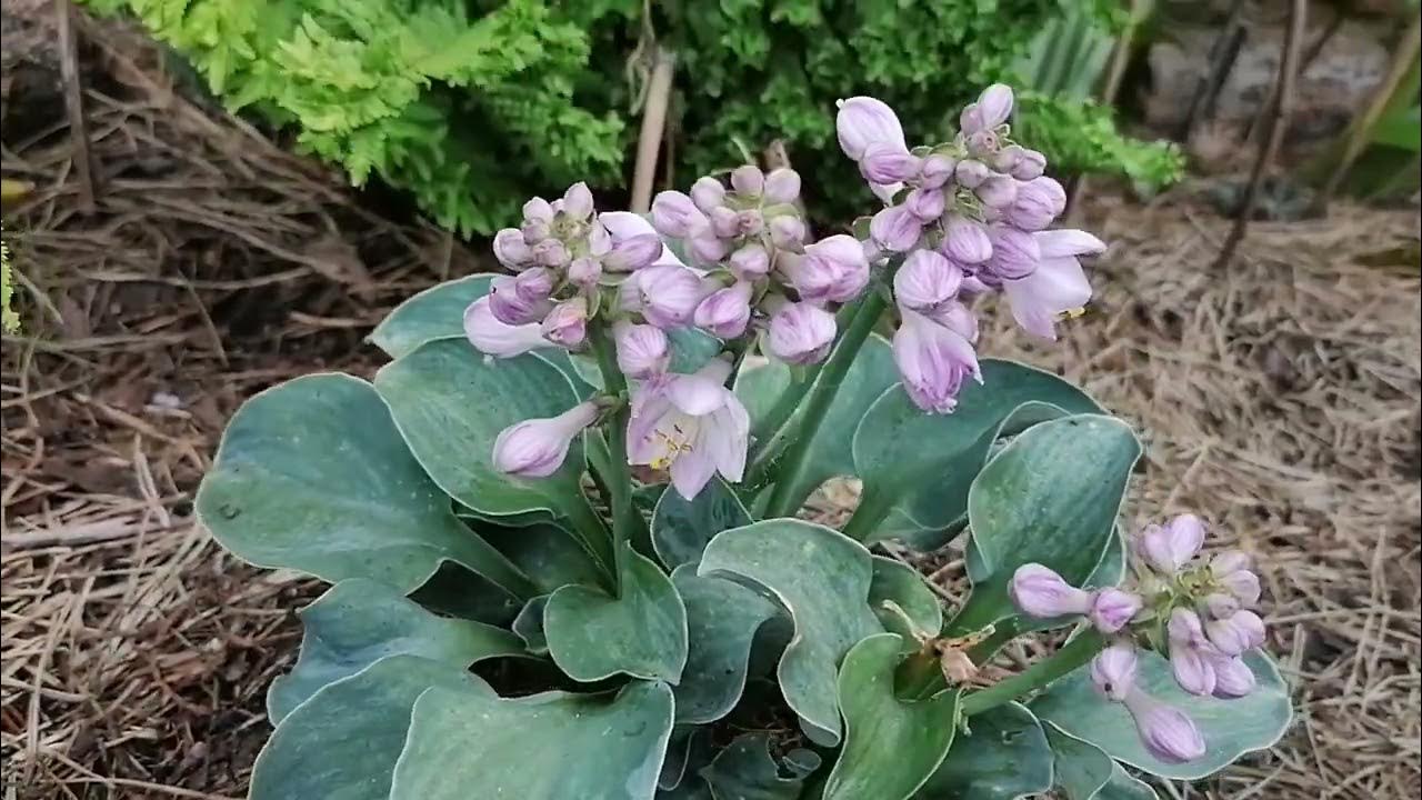 Мини Хоста 'Блю Маус Иэрс' (Blue Mouse Ears) в нашем саду 2024. Начало ...