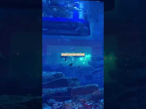 Dubai mall Aquarium and underwater zoo| #dubaiaquariumandunderwaterzoo #travel #viralshorts