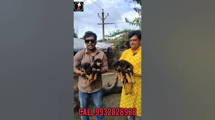 Watch the video about Best Rot Weiller Breeder In West Bengal? Call 9932828928