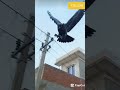 “An Owl Came Out of My Body… Then This Happened 😳⚡”#viral #trending #shorts #magic #crazy #explore