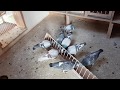 Brieftauben TEIL 4 / racing pigeons part 4