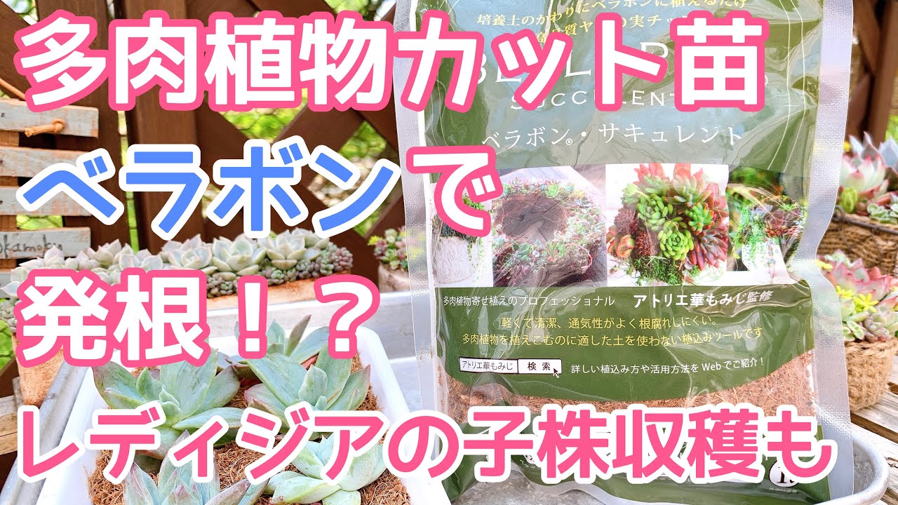【vlog215】【多肉植物】ベラボンに置いておくだけでカット苗が発根⁉️レディジアの子株を収穫🍀