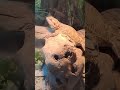 Rocky the Bearded Dragon Being a Sexy Beast 🐉❤️‍🔥 Beardie Boy Poses Beardy