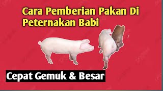 Cara pemberian pakan di peternakan Babi. by Harry Saputra channel 9,073 views 1 year ago 16 minutes