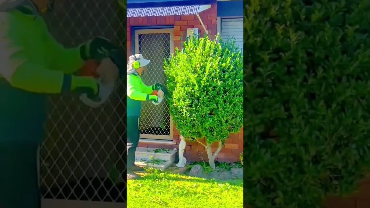 Precise garden hedge trimming for a neat and well-shaped look in bright outdoor light