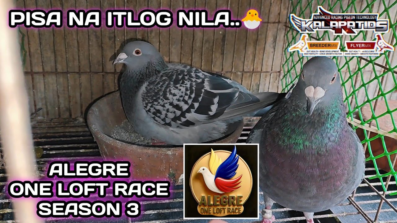 ALEGRE ONE LOFT RACE SEASON 3.. PISA NA PANG LIPAD KO..🐣