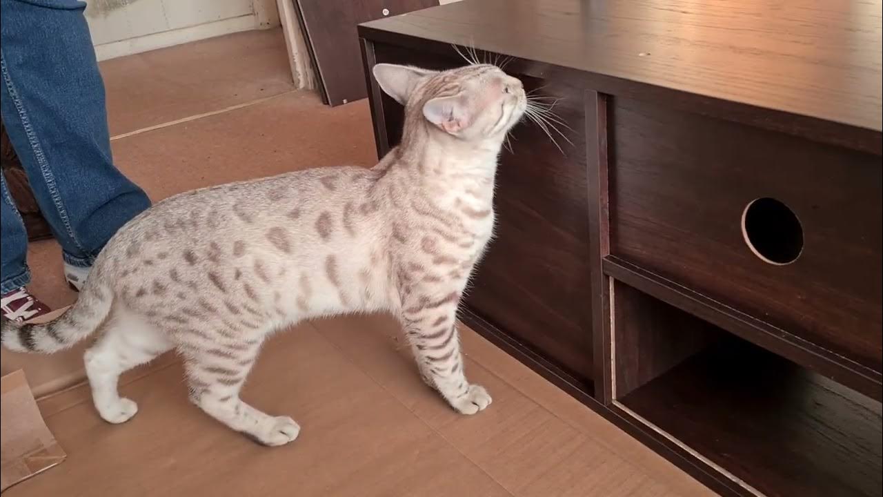 Mooncake helps to build a TV YouTube