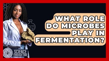 What Role Do Microbes Play In Fermentation? - Science Through Time