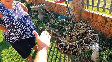 2 Big, Venomous Puff Adders in her Garden!