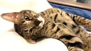 Cute Savannah Cat Has The Sweetest Meows And Purrs! #cute #cat #meow by Sweet Heavenly Savannahs 317 views 2 years ago 1 minute, 25 seconds