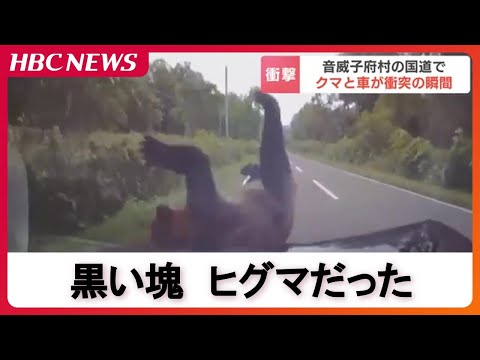 [Moment of collision] A brown bear jumped out in front of a car. After colliding with the car, th...