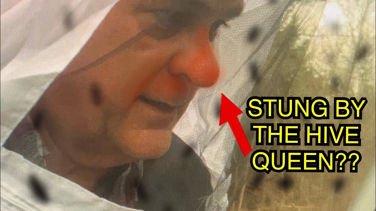 Amateur Beekeeper tries to save Honey Bees (Goes terribly wrong) - YouTube