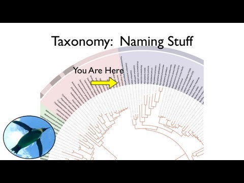 Video: Vad är systematik i taxonomi?