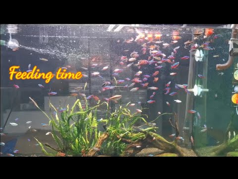 ให้อาหารปลาฝูงสวยงาม🐟 (Feeding time)