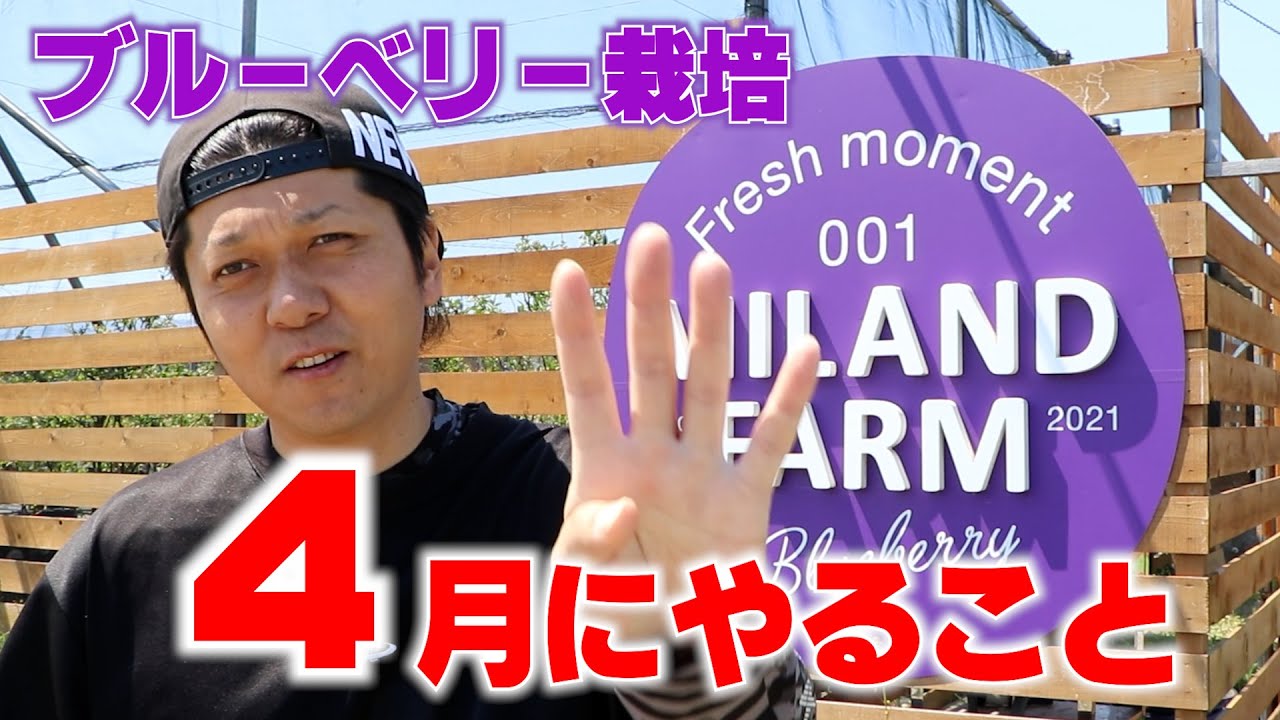 【春だね～】植物の成長の時期！ブルーベリー4月にやること！ #146