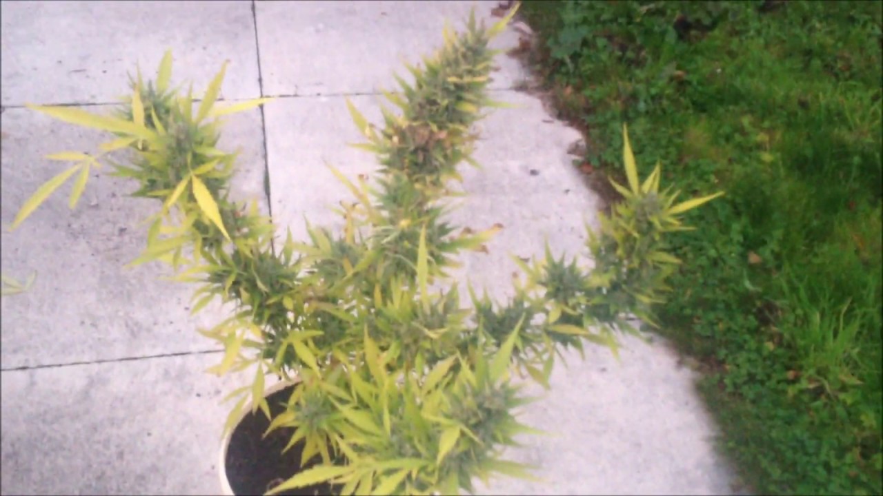 Afghan Kush / Amnesia - AUTOFLOWER - Outdoor Grow