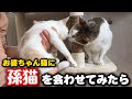 お婆ちゃん猫に孫猫を会わせたら…