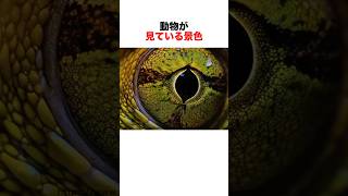 動物が見ている景色👁️
