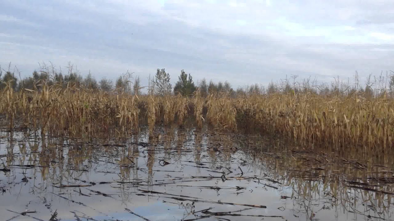 Colusa Duck hunting with son 2 YouTube