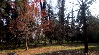 Árboles y aves en Lo Cañas La Florida Chile