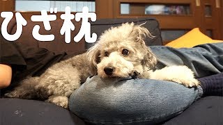 🐶飼い主の上が落ち着くトイプードル。【トイプードルのグリィ】【dog】【toy poodle】