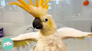 Cockatoo Starts Dancing After 28 Years Cage Time | Cuddle Buddies