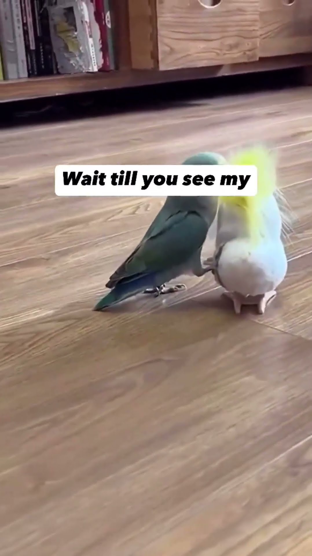 Wait till you see my….