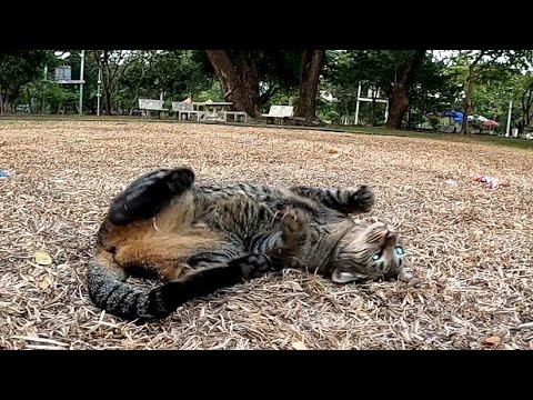 夜市の跡地に行ってみたら野良猫がいたので近づいてみると超人懐っこい猫だった