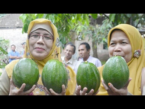 Alpukat jumbo berbuah 1.4KG kendil bag.1 YouTube Alpukat jumbo berbuah 1.4KG kendil bag.1 YouTube
