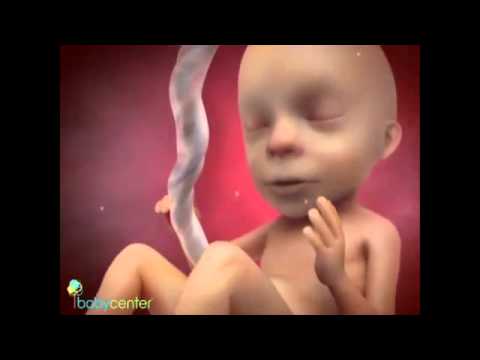Βίντεο: 15 εβδομάδες εγκυμοσύνης: αισθήσεις, ανάπτυξη του εμβρύου