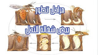 مرحلة تطورحضنة النحلة الشغالة من البيض حتى الفقس شرح مفصل