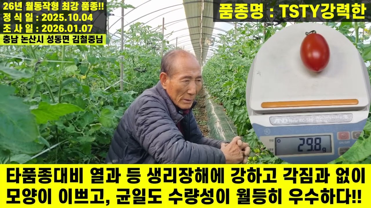 [TSTY강력한] 재배검증완료로 탁월한 비대력과 수량성!! 내병성!! 농가소득에 도움되는 