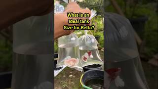 What Is an ideal Tank Size for Betta fish? #bettatank #fighterfish #bettacare #bettafishworld
