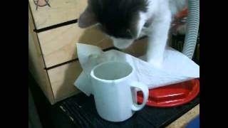 Asuman Da Benim Gibi Gercek Bir Cay Tiryakisi Fahrettin