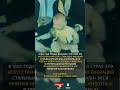 СТРАХ — ЭТО СБОЙ? Учёные взломали мозг ребенка в 1920 году! 😱 #Психология #Эксперимент